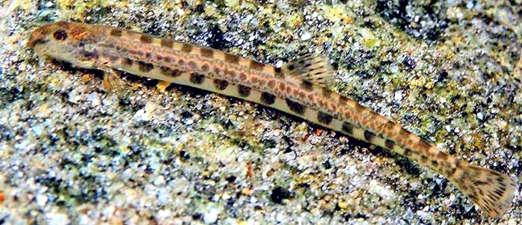 Cobitis calderoni_07.jpg